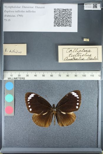 Media type: image;   Entomology 160463
